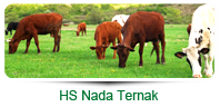 HS Nada Ternak